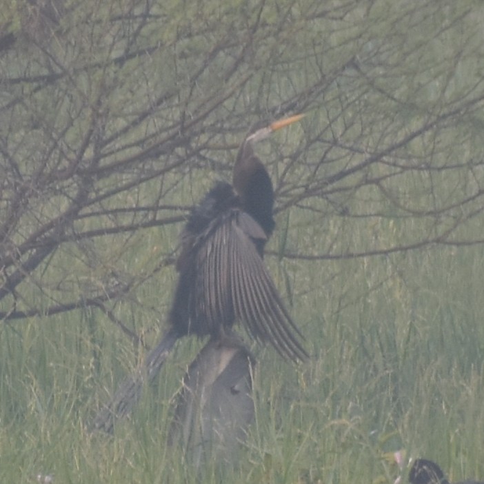 Oriental Darter - ML647543346