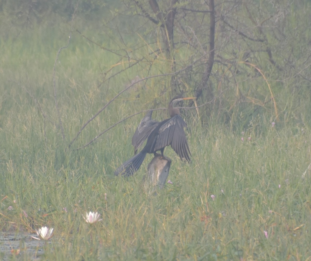 Oriental Darter - ML647543348