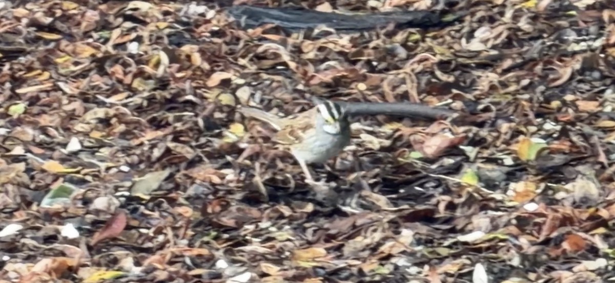 White-throated Sparrow - ML647543349