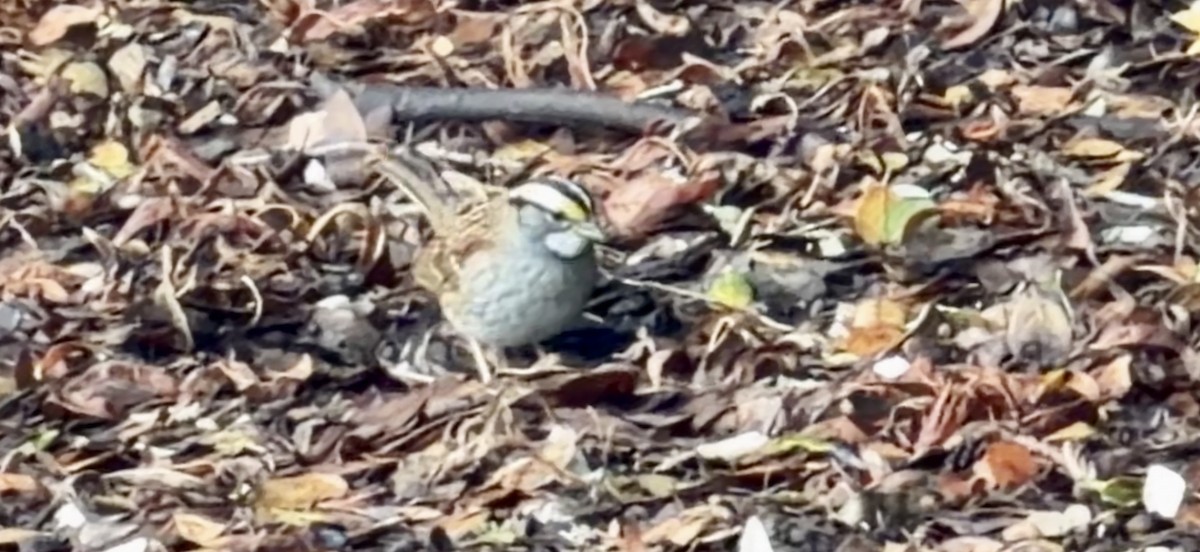 White-throated Sparrow - ML647543350