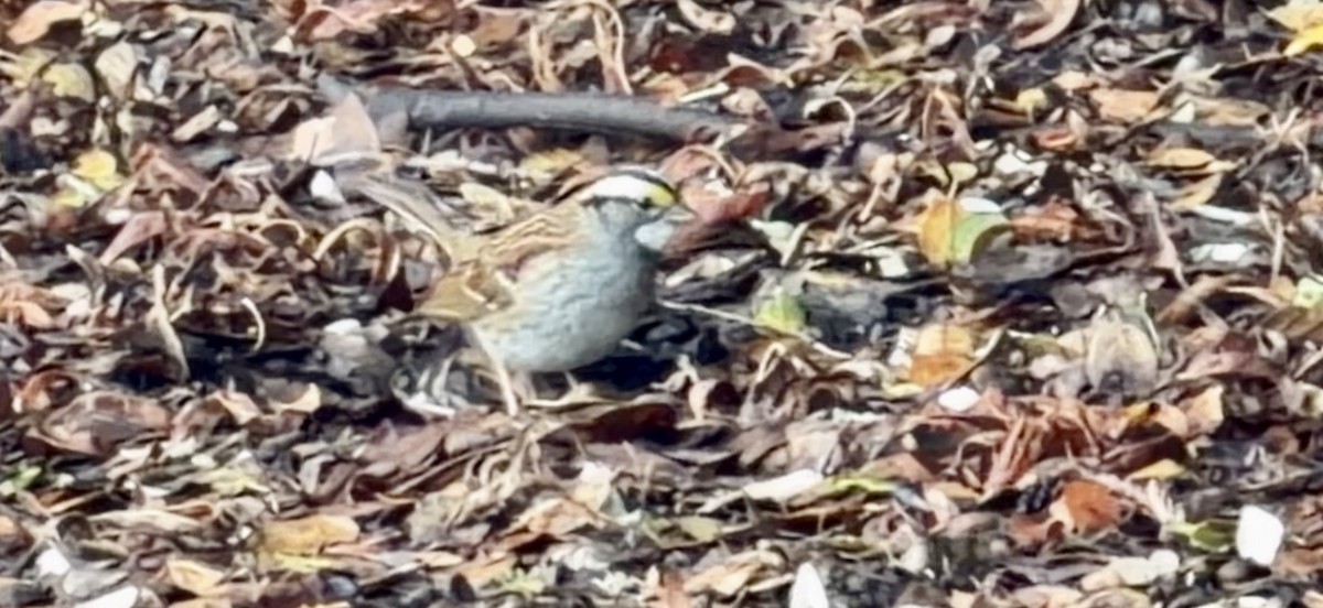 White-throated Sparrow - ML647543351