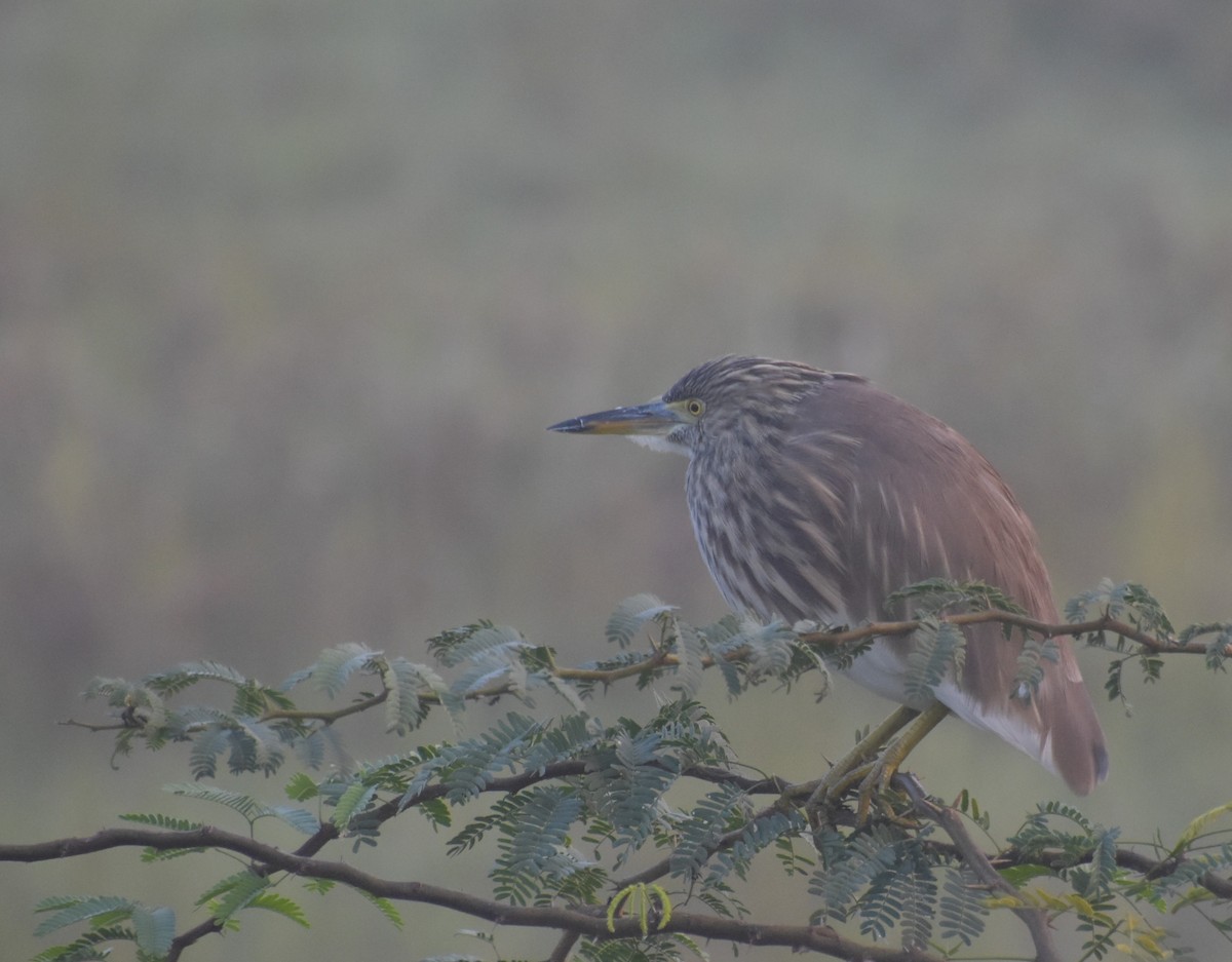 Indian Pond-Heron - ML647543366