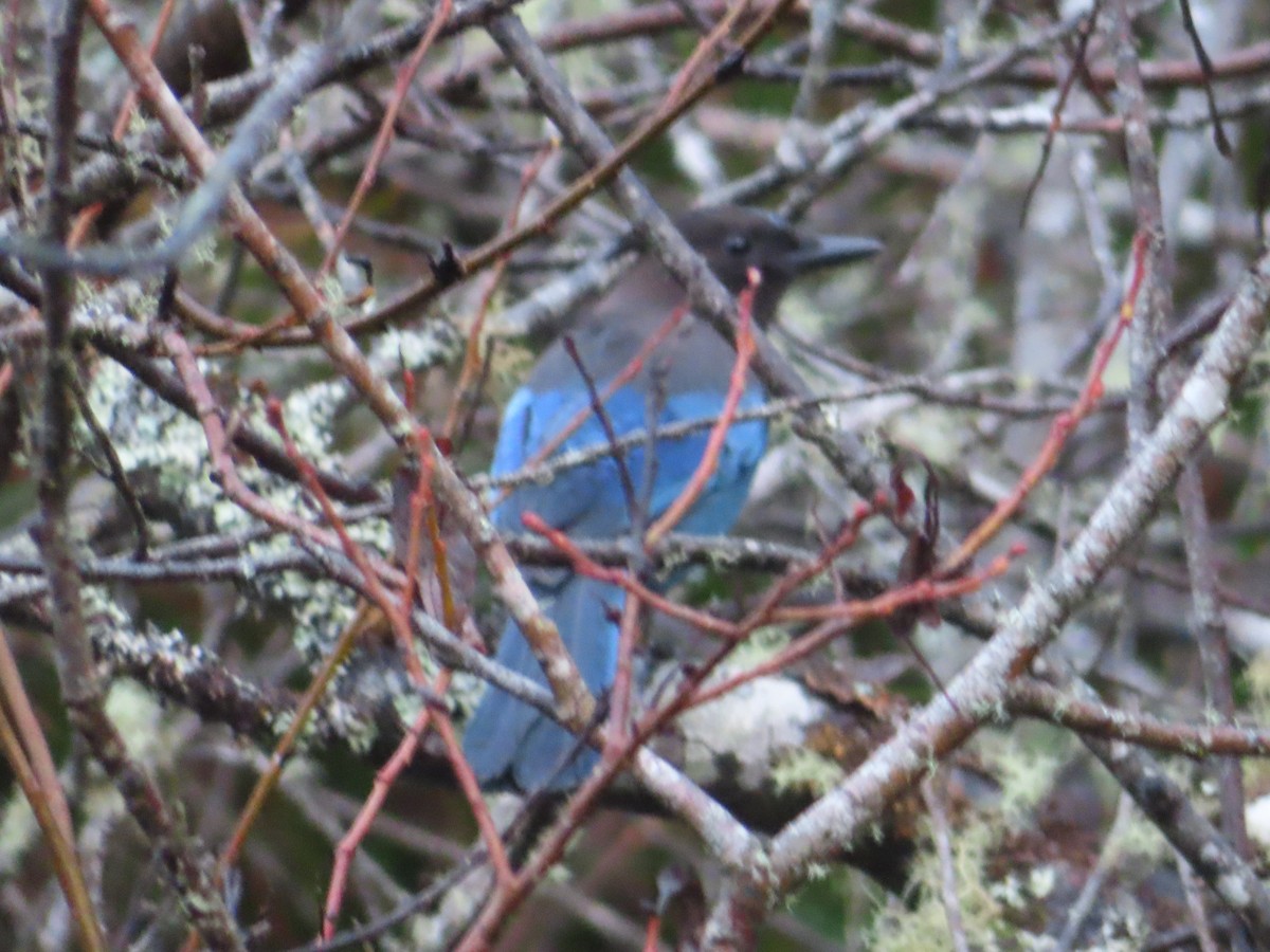 Steller's Jay - ML647543381