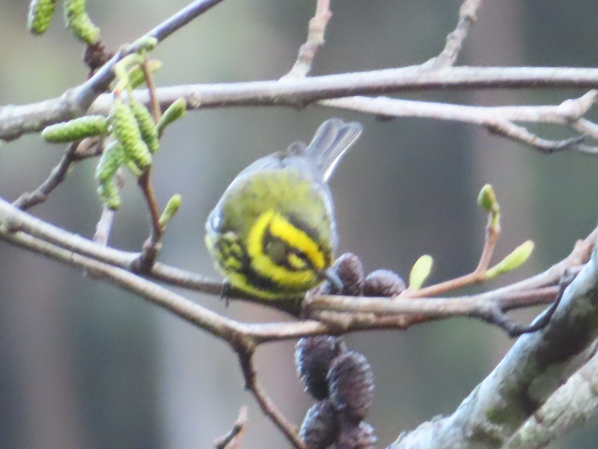 Townsend's Warbler - ML647543387