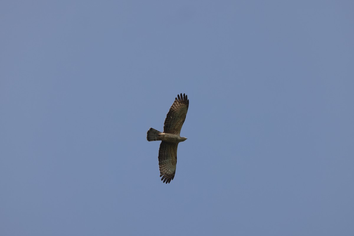 Oriental Honey-buzzard - ML647543397