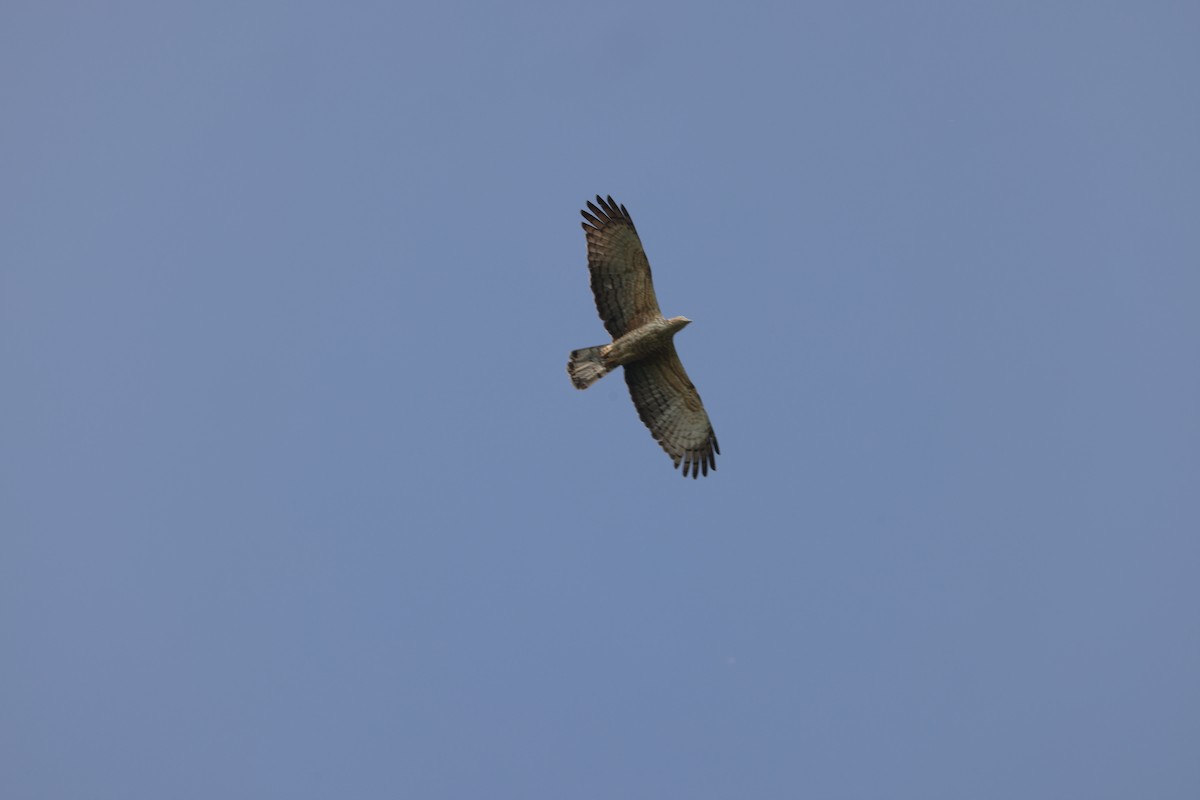 Oriental Honey-buzzard - ML647543398