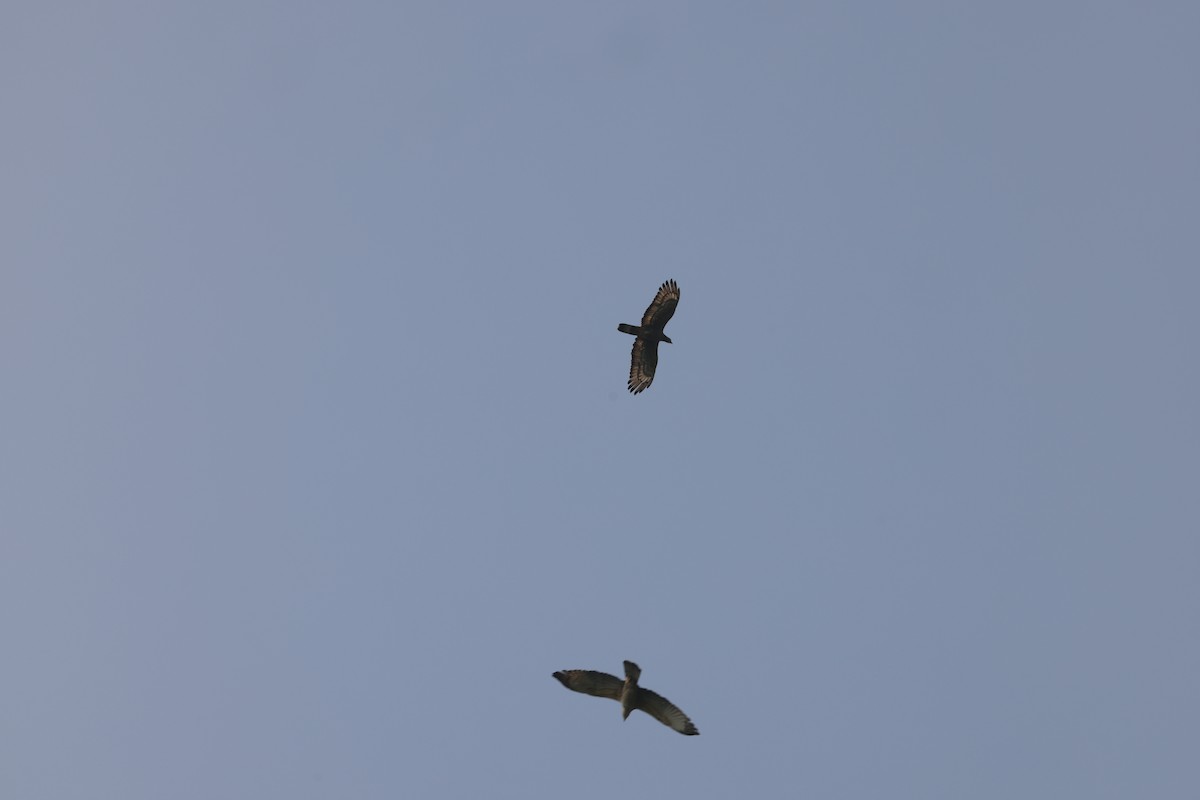 Oriental Honey-buzzard - ML647543399