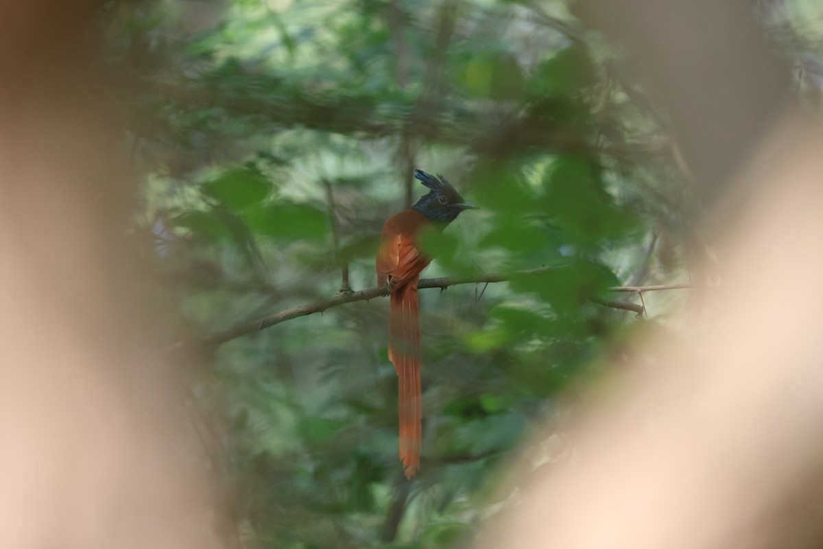 Indian Paradise-Flycatcher - ML647543408