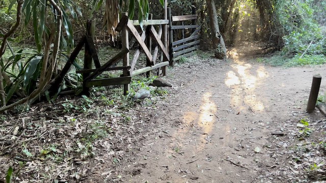 Hadada Ibis - ML647543409