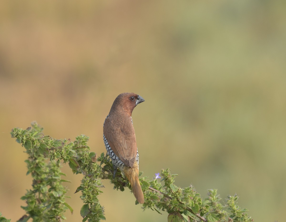 Scaly-breasted Munia - ML647543426