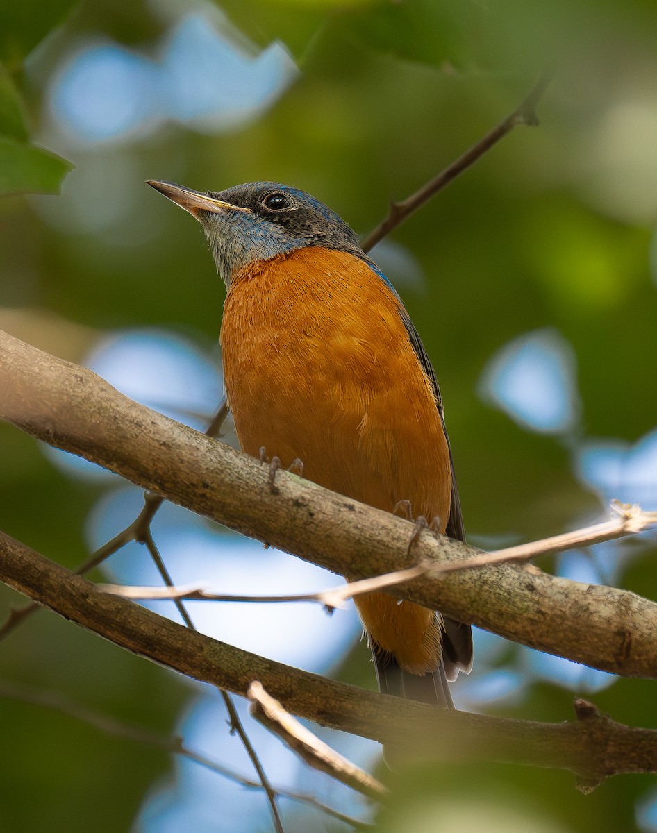 Blue-capped Rock-Thrush - ML647543433