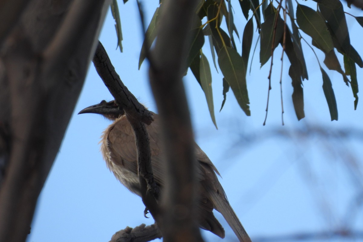 Noisy Friarbird - ML647543437