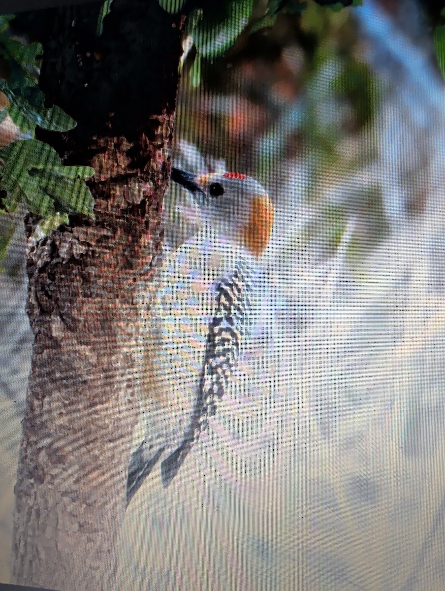 Golden-fronted Woodpecker - ML647543438