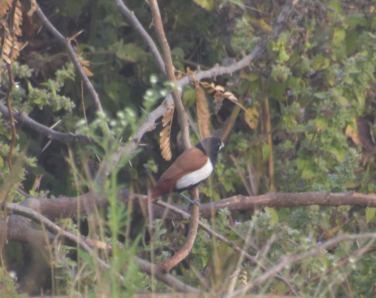 Tricolored Munia - ML647543440