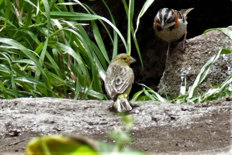 Raimondi's Yellow-Finch - ML647543442