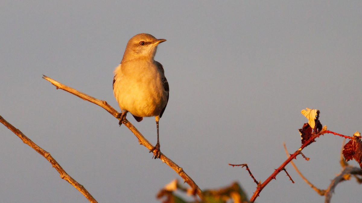 Northern Mockingbird - ML647543443