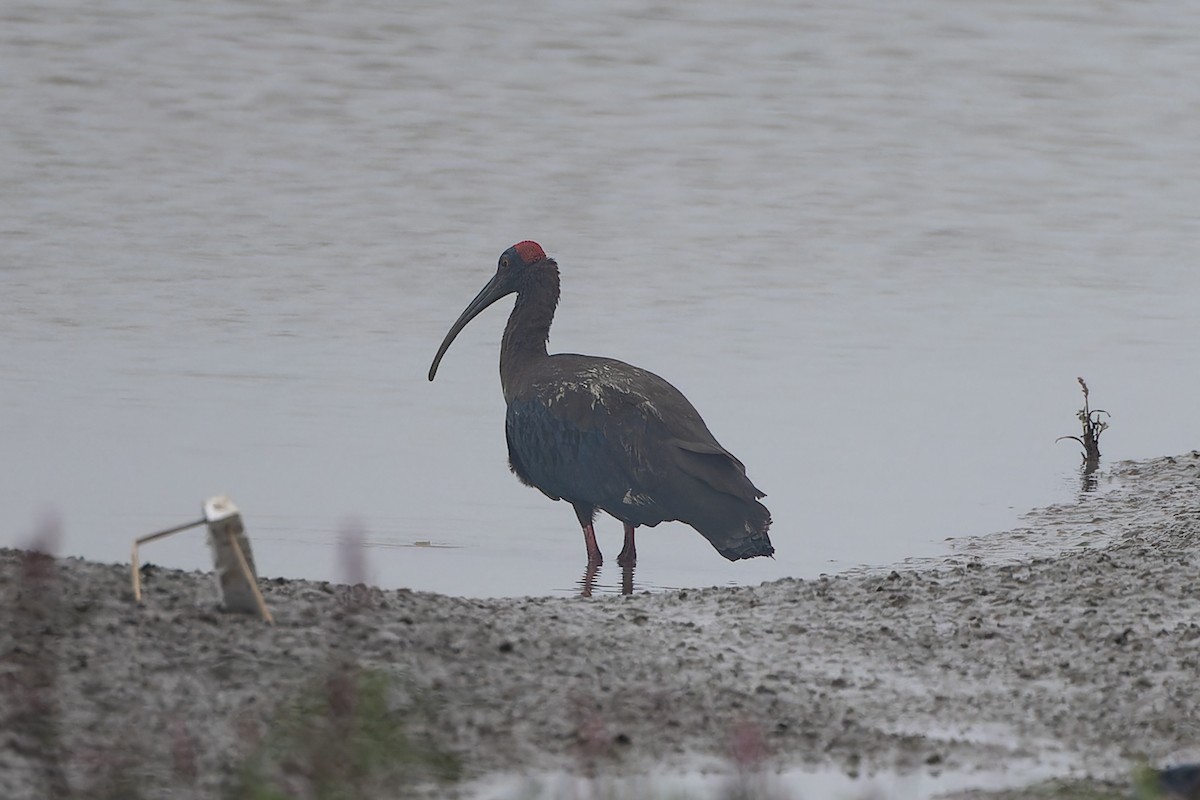 Red-naped Ibis - ML647543444