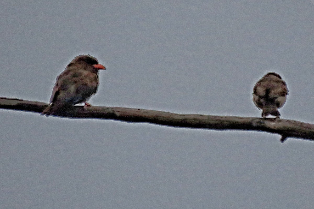 Dollarbird - ML647543445