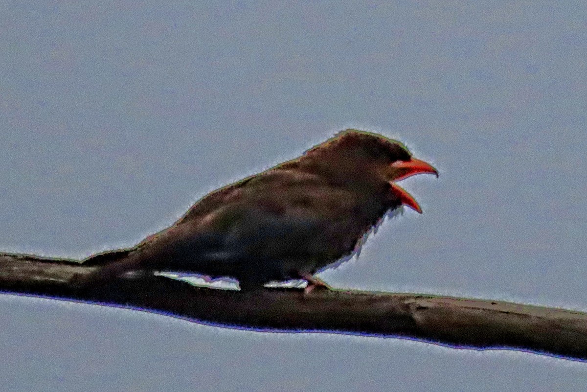 Dollarbird - ML647543446