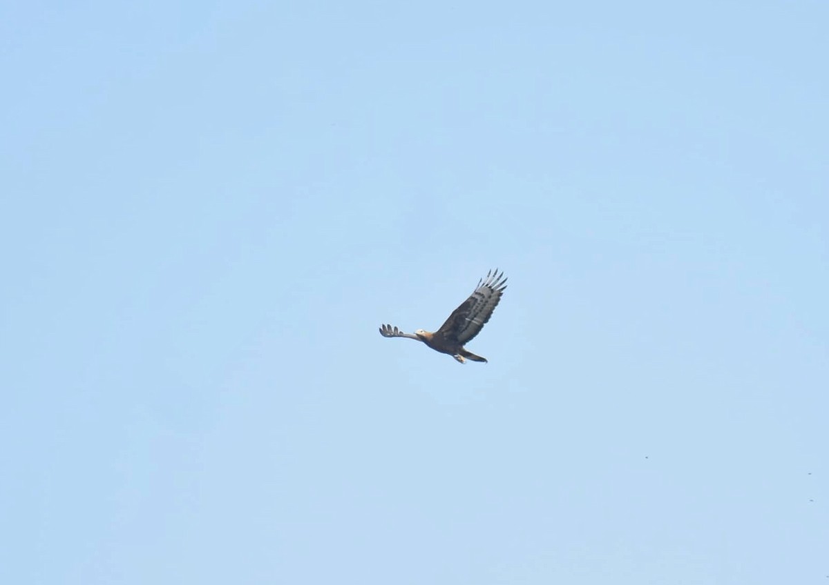Oriental Honey-buzzard - ML647543447