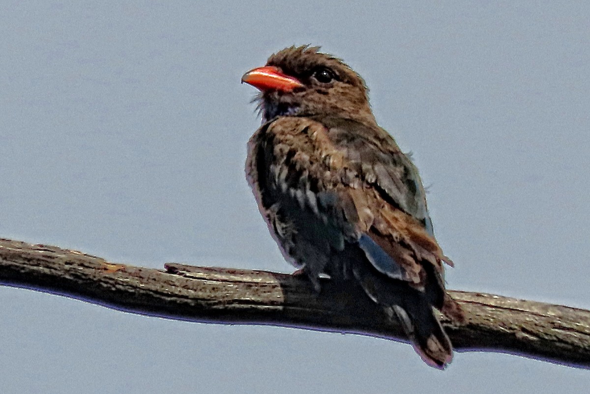 Dollarbird - ML647543448