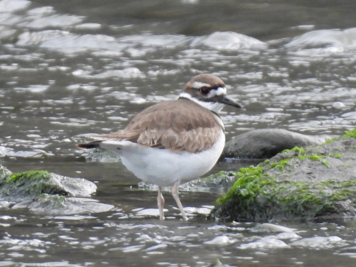 Killdeer - ML647543449