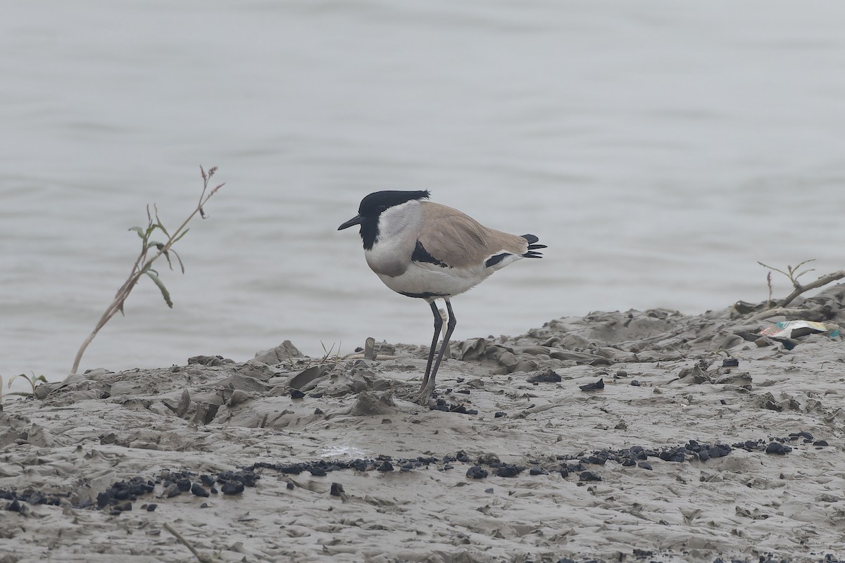 River Lapwing - ML647543450
