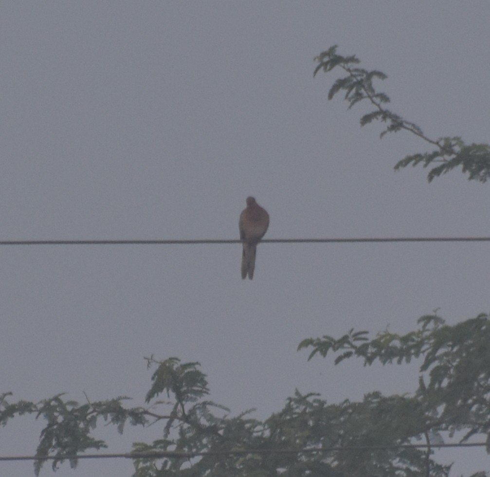 Laughing Dove - ML647543451