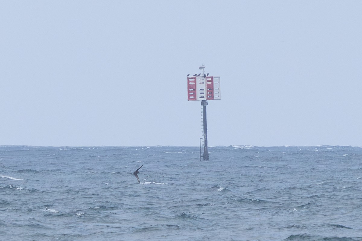 Pomarine Jaeger - ML647543452