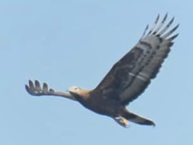 Oriental Honey-buzzard - ML647543453