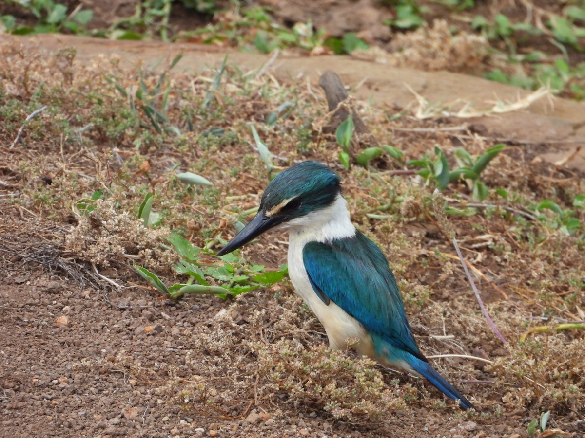 Sacred Kingfisher - ML647543454
