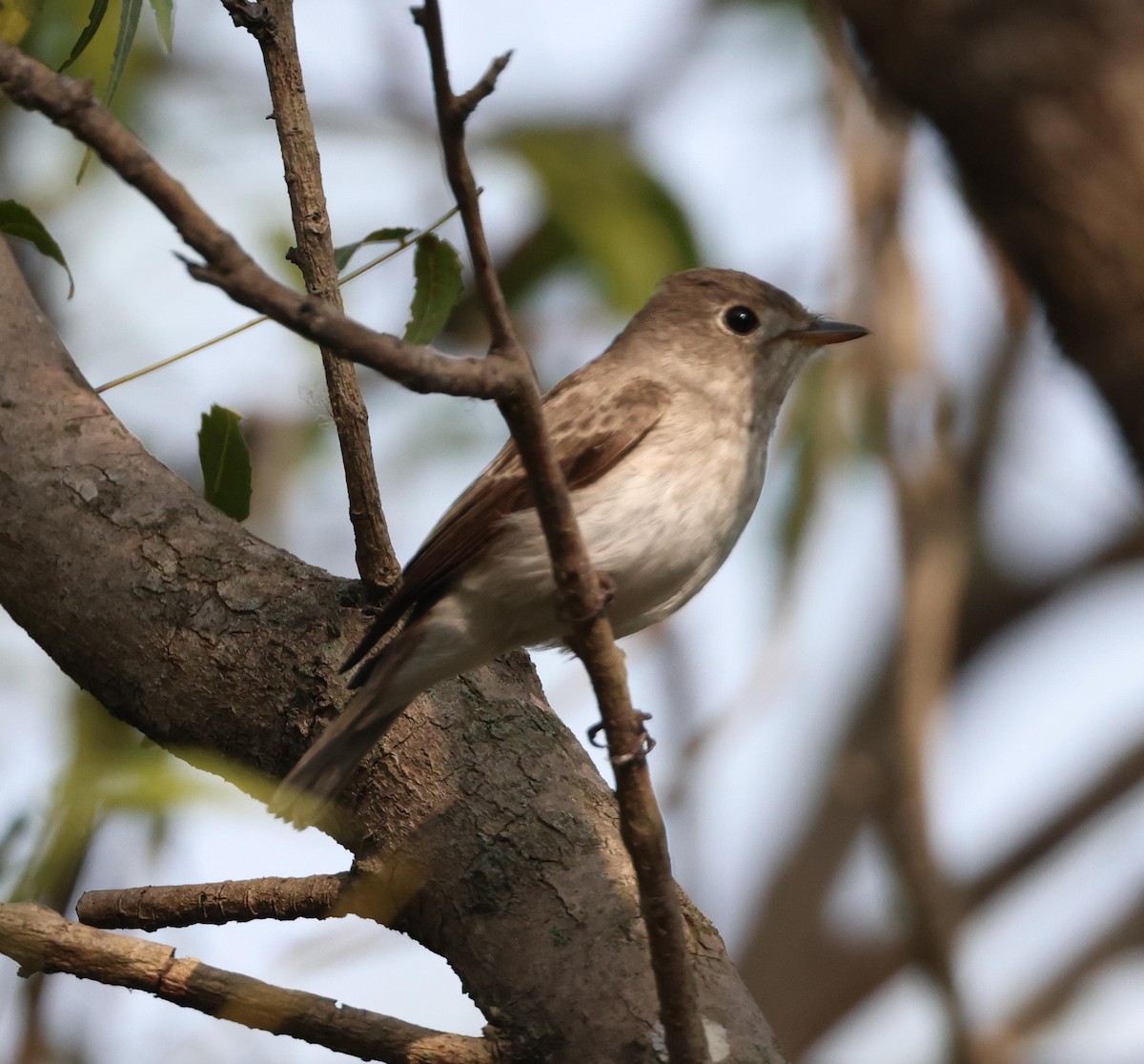 Asian Brown Flycatcher - ML647543455