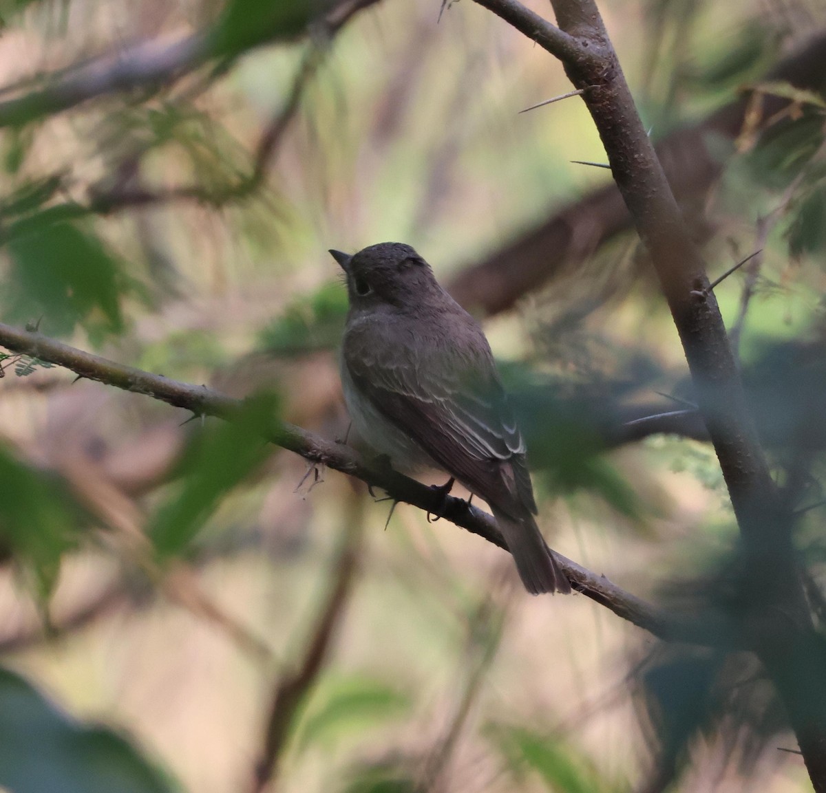 Asian Brown Flycatcher - ML647543456