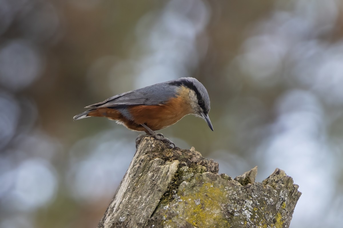 Kashmir Nuthatch - ML647543458
