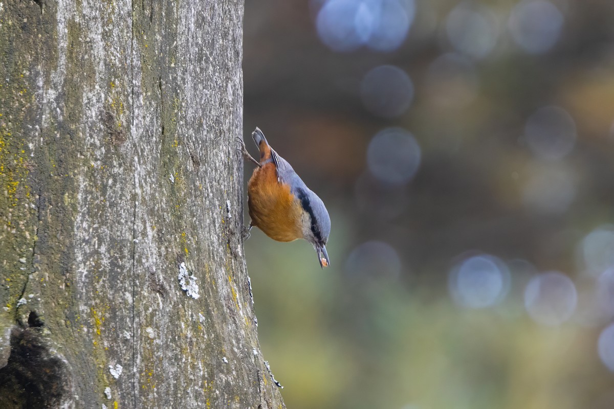 Kashmir Nuthatch - ML647543459