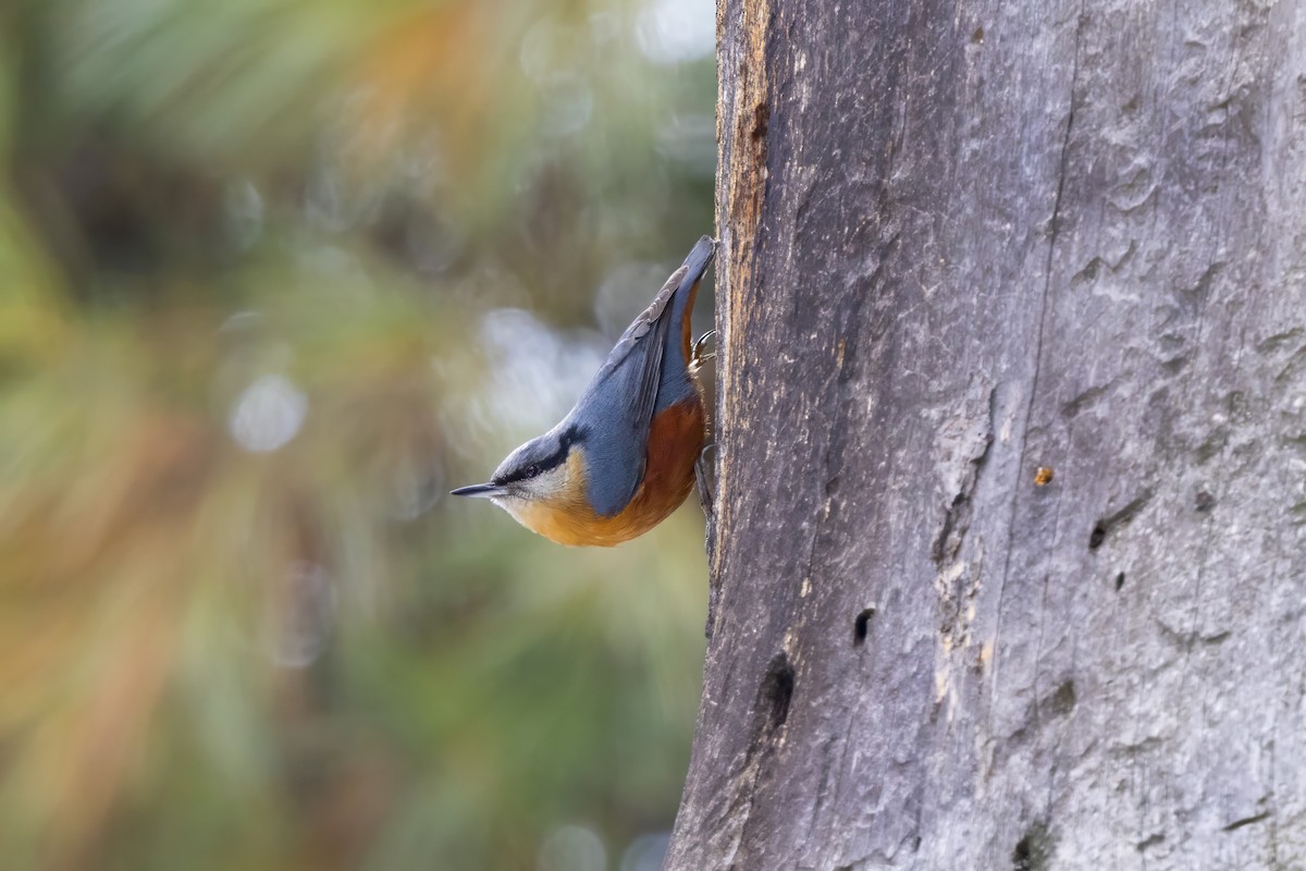 Kashmir Nuthatch - ML647543460