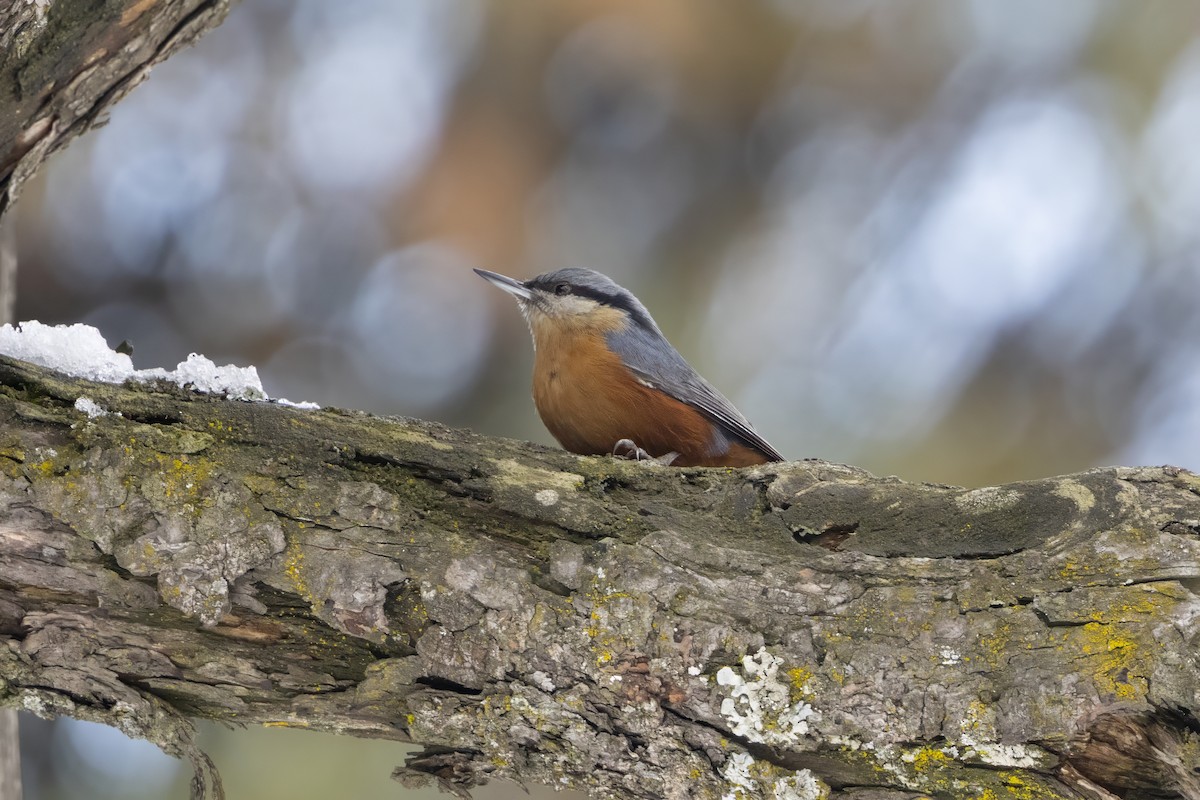 Kashmir Nuthatch - ML647543461