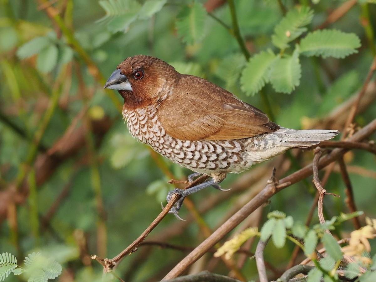 Scaly-breasted Munia - ML647543462