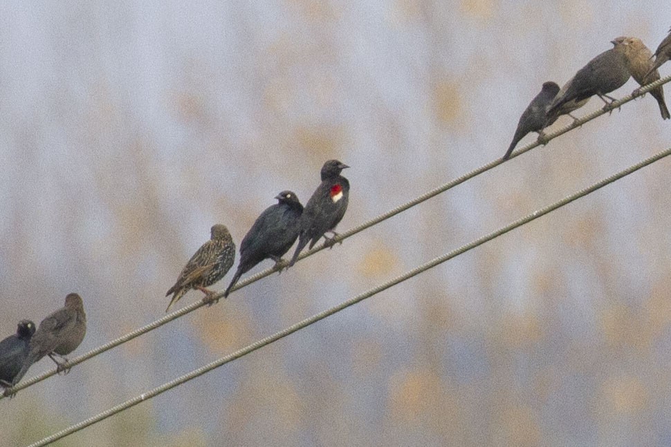 Tricolored Blackbird - ML647543463