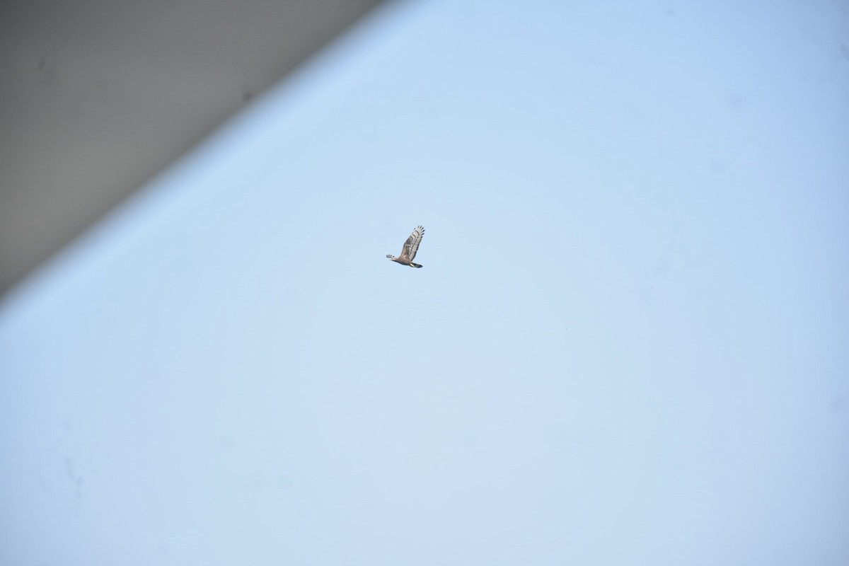 Oriental Honey-buzzard - ML647543464