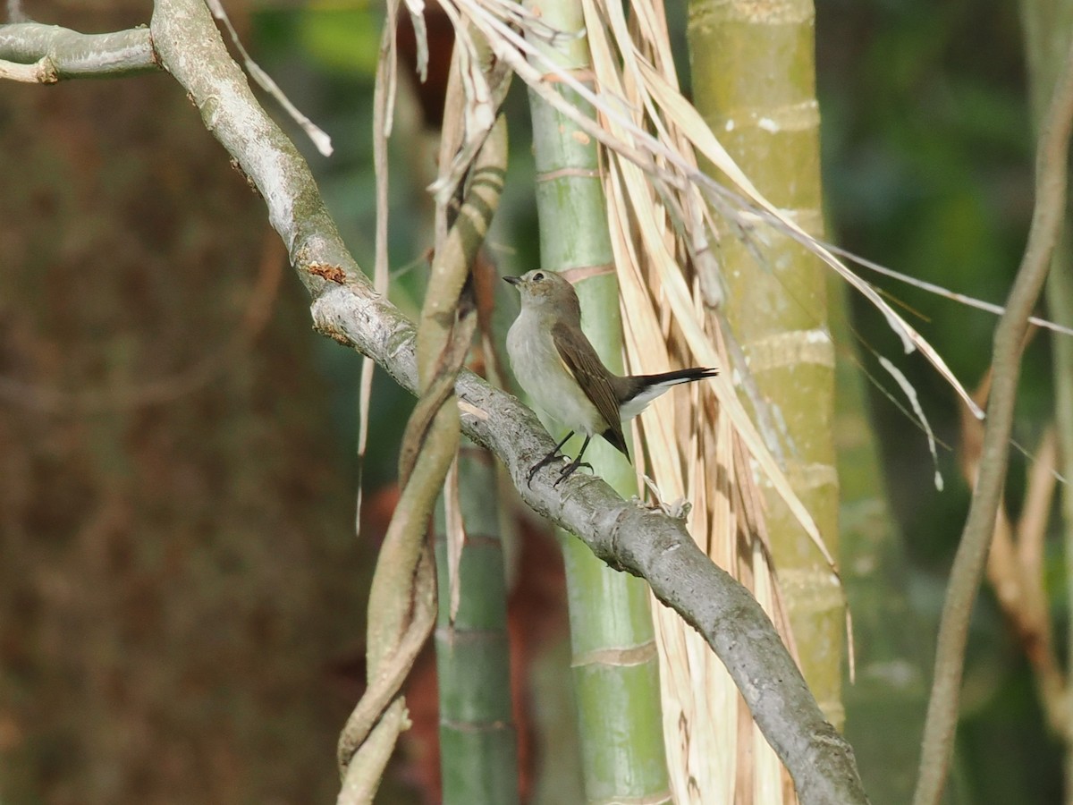 Taiga Flycatcher - ML647543465