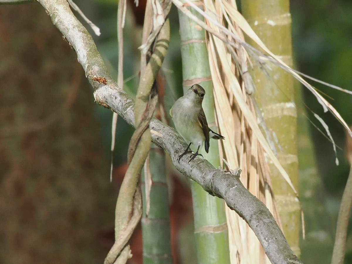 Taiga Flycatcher - ML647543466