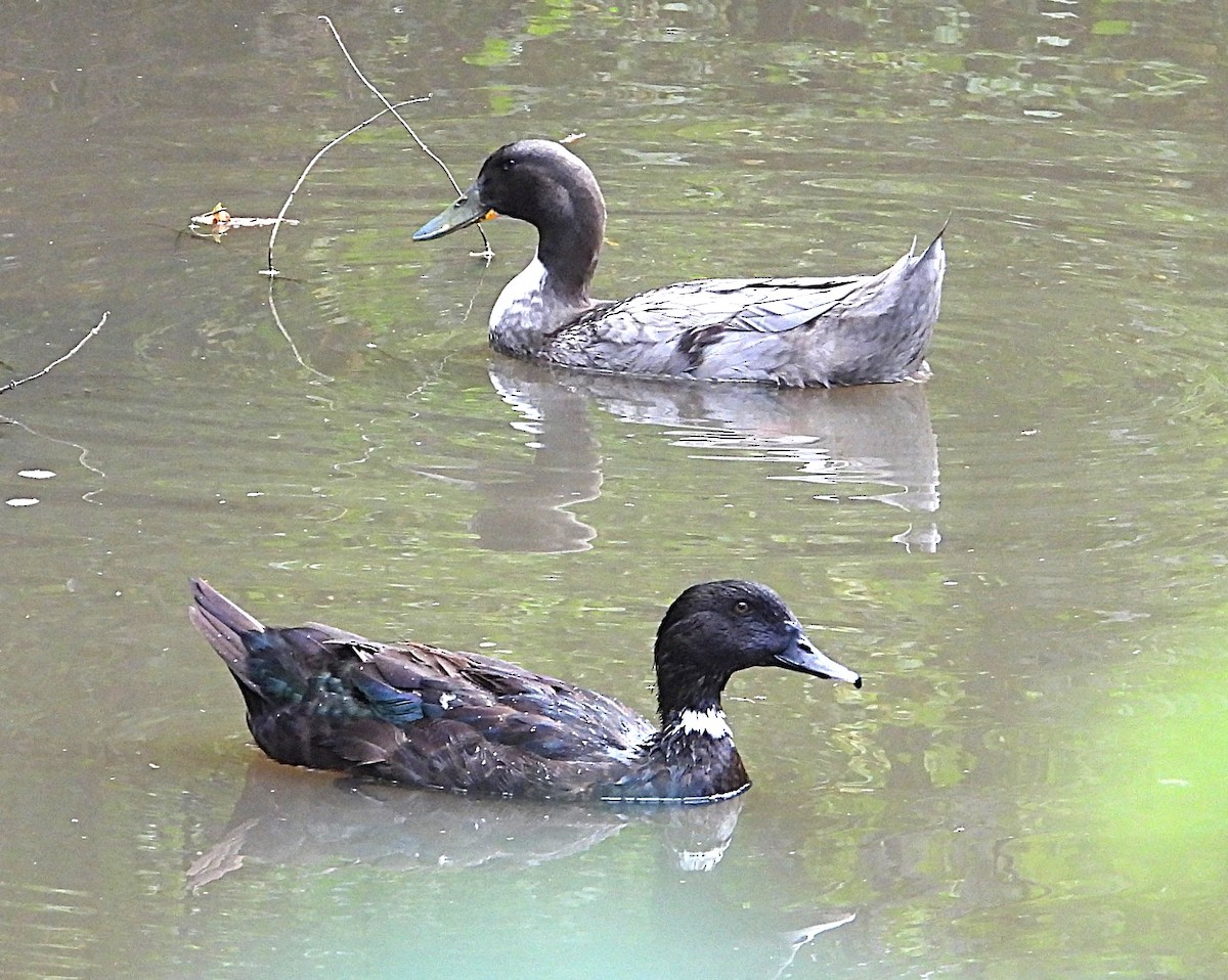 Mallard (Domestic type) - ML647543484