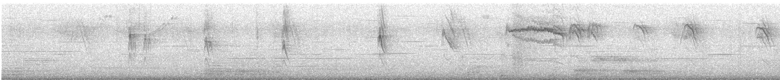 Langschwanz-Spottdrossel - ML647543488