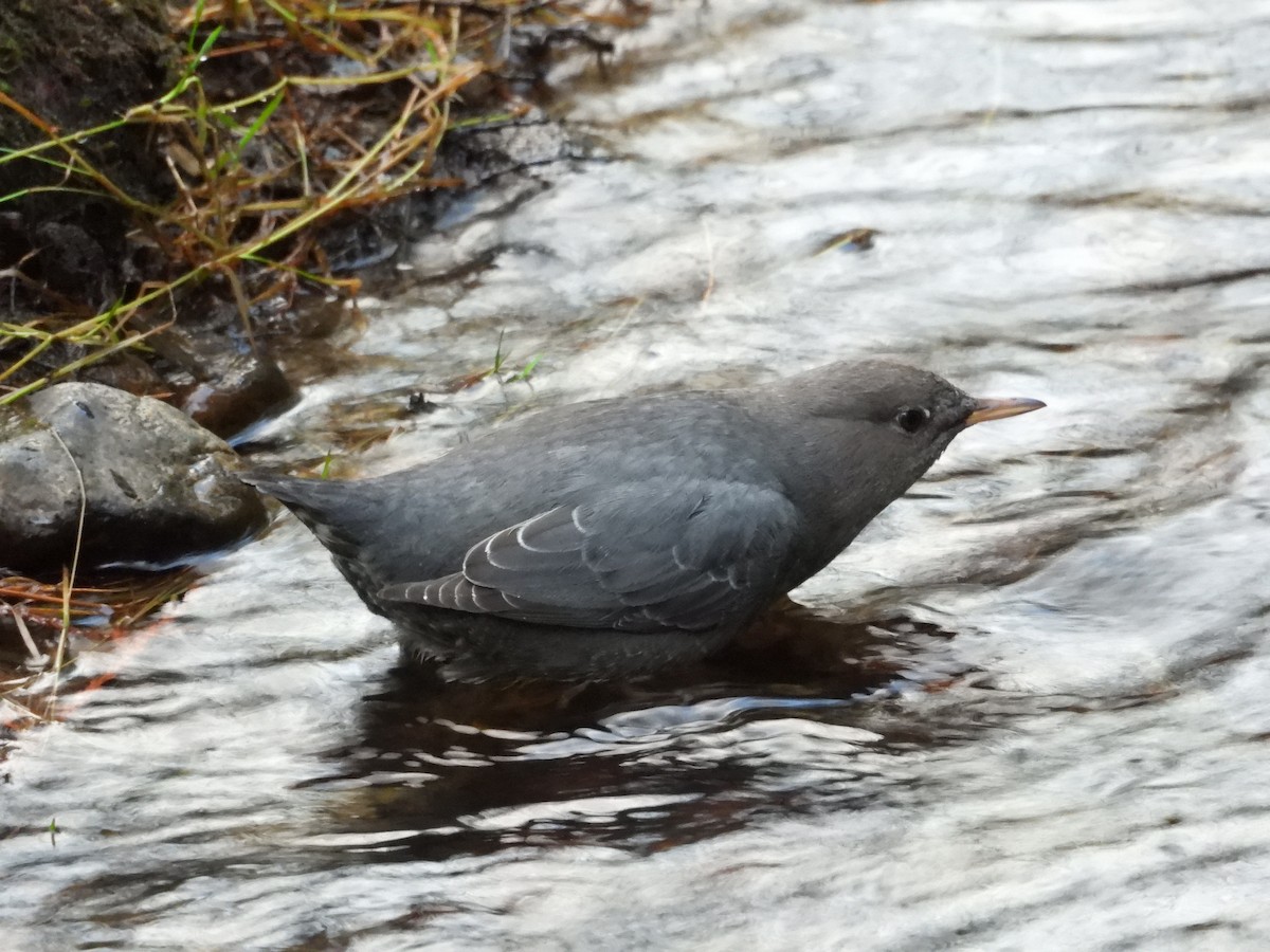 American Dipper - ML647543492