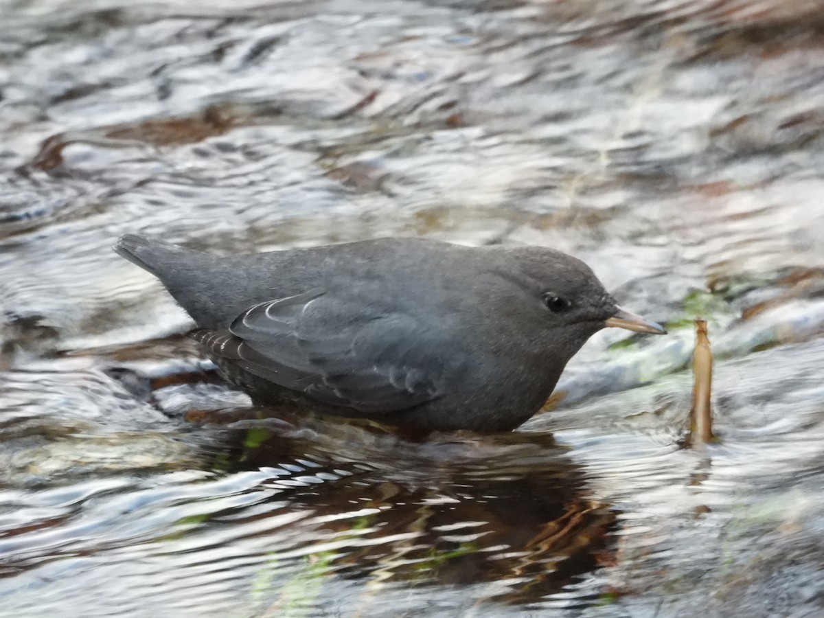 American Dipper - ML647543493