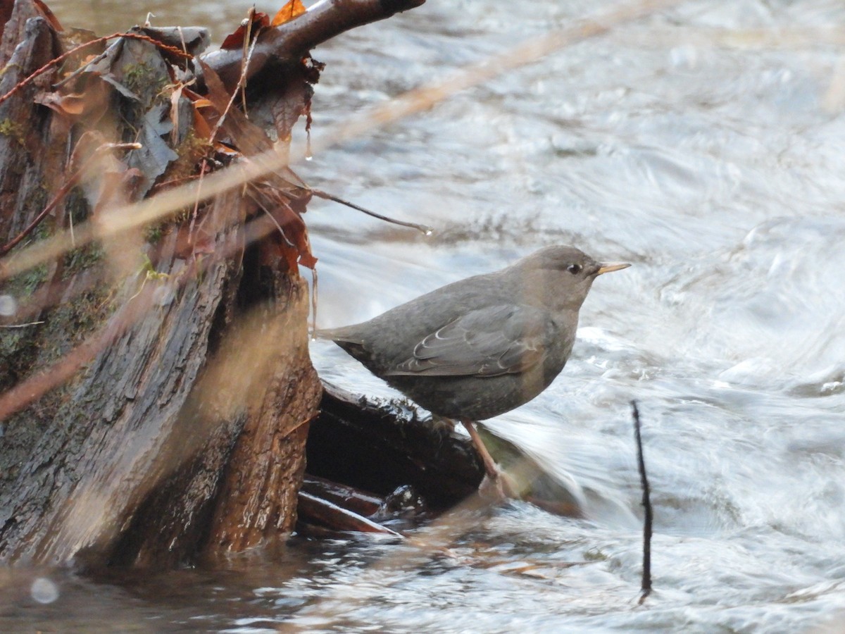 American Dipper - ML647543494