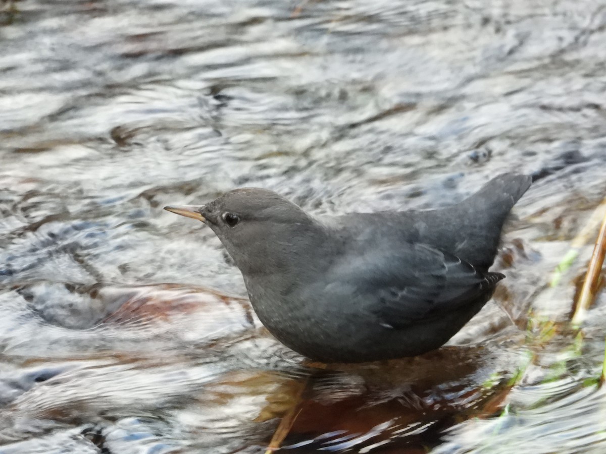 American Dipper - ML647543495