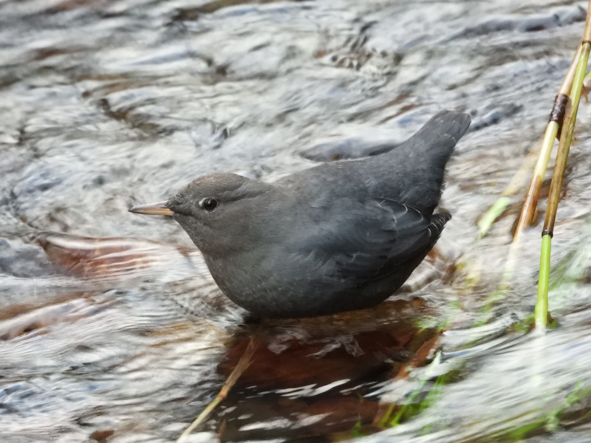 American Dipper - ML647543496