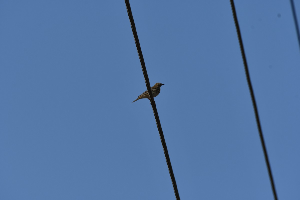 Tree Pipit - ML647543529